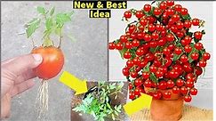 Few People Know That Tomatoes Can Be Propagated This Way|Grow Tomato Plants| Diy garden ideas|Garden