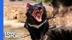 The Unsettling Brawl of Tasmanian Devils | Love Nature