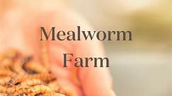DIY Mealworm Farm 🪱 See link in bio to learn how to setup and maintain a mealworm farm AND raise chickens holistically ⬇️🙌🏼 Don’t waste another $50 on dried mealworms when you can build your own farm! I have to say, I’ve become pretty obsessed. It’s so easy to take care of them and they require minimal maintenance, but I end up checking them out throughout the day because I enjoy it so much! Something about sorting them is soooo satisfying! Benefits of your own mealworm farm include:🥕 Compos