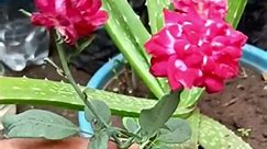 Try planting roses in aloe vera ｜ Small experiment when growing roses in aloevera #Growing #Planting #FlowerPlant #Anthurium #plantingroots #roses #growrose | Zeder
