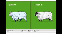How Dolly the Sheep was cloned