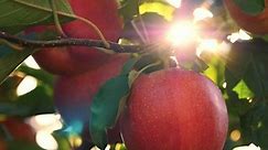 Apples Organic Fruit Apple Farming Closeup Stock Footage Video (100% Royalty-free) 1086644537 | Shutterstock