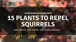 15 Plants That Repel Squirrels (Protect Your Garden!) | Your Indoor Herbs and Garden