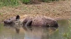 Hyena Sleeping In Water