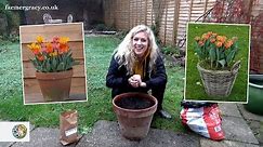 How to plant Tulips (bulbs) in a pot or container - FarmerGracy.co.uk