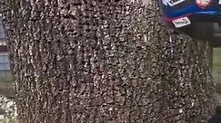 #faller #treefalling #treefelling #chainsaw #treeremoval #wildfire #treecutting #femalearborist #treework #arborist #stihl #logging #logger #wildland #foryou #fyp #woodwork #clips #reelsfb #tools #tool #woodworking #diy | The Max Creator