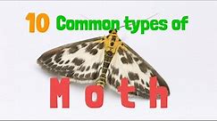 10 common types of Moth