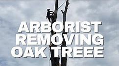 How Do We Cut Down Large Oak Tree Without A Crane or Bucket Truck