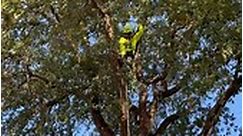 Tree climbing ranks among the most hazardous jobs. That’s why selecting a team with certified and licensed arborists for your tree care needs is paramount. At Southern Botanical, safety is our top priority. Our Tree Care team undergoes regular training, including aerial rescue training, to ensure that our tree climbers are well-prepared and confident in their skills for any emergency situation. 🌳 #TreeCare #SafetyFirst #TheGreenStandard | Southern Botanical