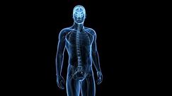 animación médica - médula espinal