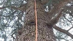 【Narrow Lot White Oak Felling & Himalayan Cedar Broken Branch Removal】 #treework #arborist #shorts