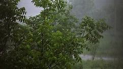 Heavy Rain Wind Falls On Trees Stock Footage Video (100% Royalty-free) 1091194733 | Shutterstock