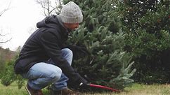 Video: Are real or fake Christmas trees better for the environment?