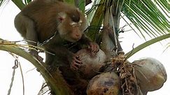 Thailand’s US$400 million coconut trade caught up in ‘monkey abuse’ scandal