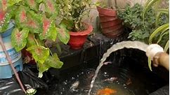How to care Outdoor Pond In Summer Season 🌸🔥#shorts#outdoorpond#koi