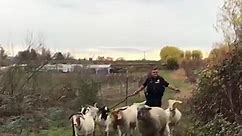 Washington County Deputy herds loose goats