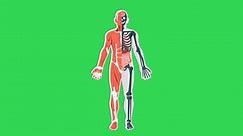 Body Parts Animation, Animated Body Parts, Body Parts For Students. Free Stock Video