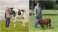 Meet record-breaking cows whose short and tall statures earned a place in history