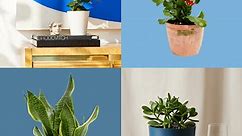 21 Small Indoor Plants for Apartment Dwellers