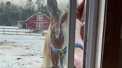 When the horse fence is too close to your window… | Funny Farm Rescue