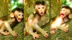 SO PITY! BABY MONKEY CRY BIG FEMALE MONKEY WARNING #cuteanimal #monkey #monkeys #monkeylove #MonkeyLife