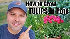 How to Grow TULIPS in Pots