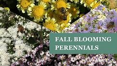 Fall blooming perennials - 4 beautiful selections that are in full bloom in November!