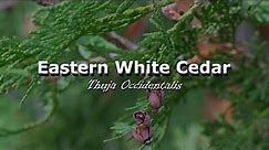 Urban Trees - Eastern White Cedar