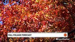 Here's who could see the most vibrant fall foliage this year