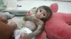 Discipline baby monkey chiko bathe, drink milk before taking a nap