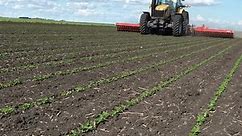 Rotary hoeing soybeans. One of... - Askegaard Organic Farm