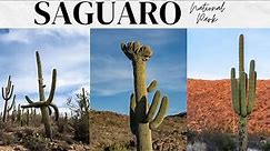 Saguaro National Park in Arizona: 14 Things to do on the West and East Side