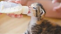How to Make and Feed Kitten Milk at Home