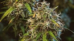When To Harvest Cannabis Plants - RQS Blog