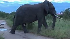The Largest Elephant on Earth Caught on Camera | Elephant World