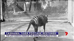 Tasmanian Tiger footage restored