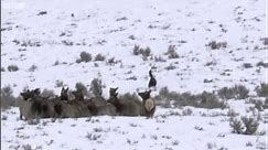 Wolves hunting elk - Yellowstone - BBC