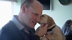 Britain's guide dog shortage: Volunteers increase after BBC story