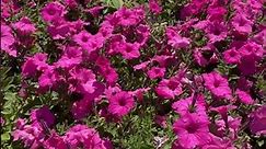 1st Proven Winners Annuals Now at Lowe’s! #gardening