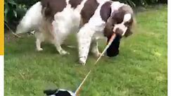 Dog and Puppy Play Tug of War With Colorful Leash
