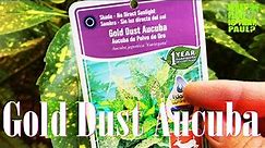Gold Dust Aucuba ( Aucuba japonica ) - The ULTIMATE SHADE PLANT