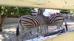 Zebra mating season New sweet time
