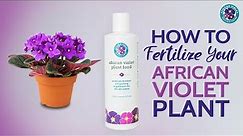 How To Fertilize Your African Violet Plant | Houseplant Resource Center