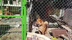 Sunny day, the dogs are here and there,... - Save Korean Dogs