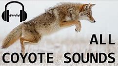 30+ COYOTE SOUNDS! What sound do coyotes make?