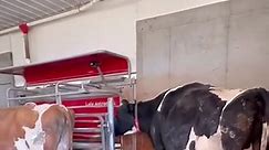 #automation #robot #teats #teatspray #conditioner #sanitize #dairy #vet #dairydoc #dairykind#cow #cows #farm #cowsofinstagram #cattle #animals #nature #farmlife #milk #calf #love #farming #animal #cowstagram #dairy #bull #photography #moo #cowgirl #highlandcow #dairyfarm #farmer #k #agriculture #cowlove #babycow #agro #art #vaca #happycows | Dairydoc