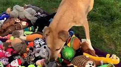Rescue Dogs Choose Their Own Toys