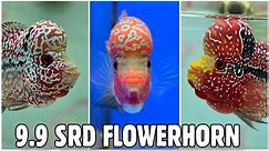 SRD Flowerhorn Fish Collection at 9.9 India Fish Aquarium Kurla Mumbai