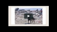 Mexico City Dump Dogs