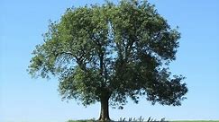 Ash Tree Identification - how to spot an Ash Tree